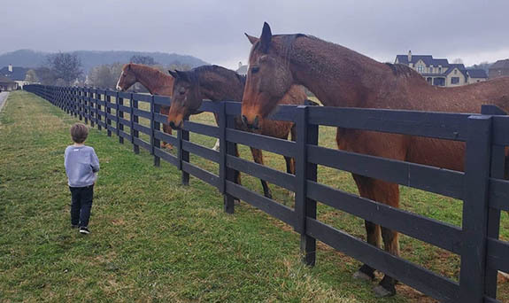 horse_small