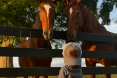 horses