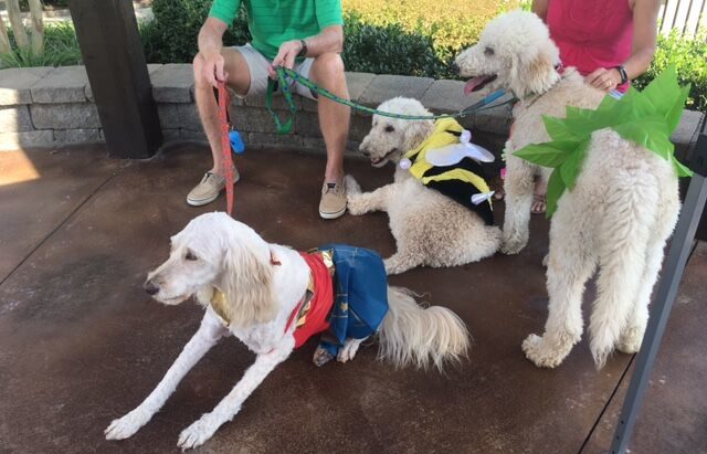 goldendoodle dog show